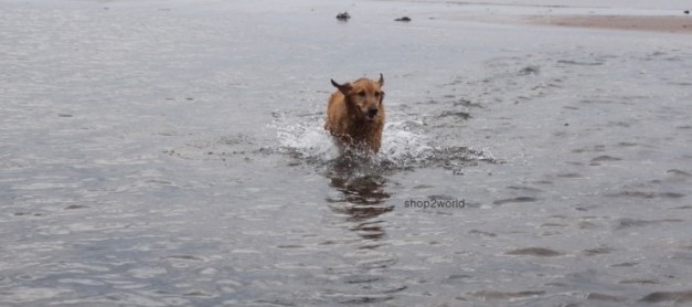 한국에서 해외 직구 (직접 구매) 족을 대상으로 한 배송대행 서비스 창업 방법 안내, 직구 사이트 분양 안내 한국에서 해외 직구 (직접 구매) 족을 대상으로 한 배송대행 서비스 창업 방법 안내, 직구 사이트 분양 안내