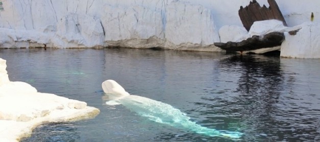 [여름여행] 시월드 샌디에고 헐값으로 놀자: 펀카드 딜
