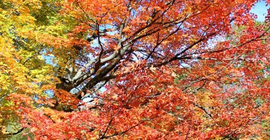 아름다운 가을 낙엽과 함께 하는 해외 쇼핑 핫딜