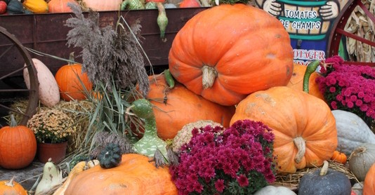 호박이 넝쿨째 굴러온 해외 직구 세일 정보