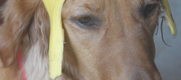 바나나 인민 공화국. 우리 동무 끼리 40% 할인